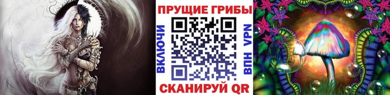 цена   Фокино  Псилоцибиновые грибы Cubensis 